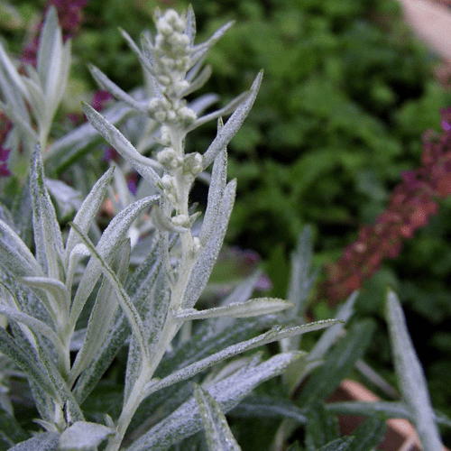 Des images de diff�rentes plantes